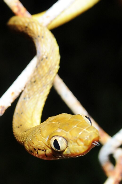 Usda Keeps Snakes Off Of Planes Out Of Cargo Andersen Air Force
