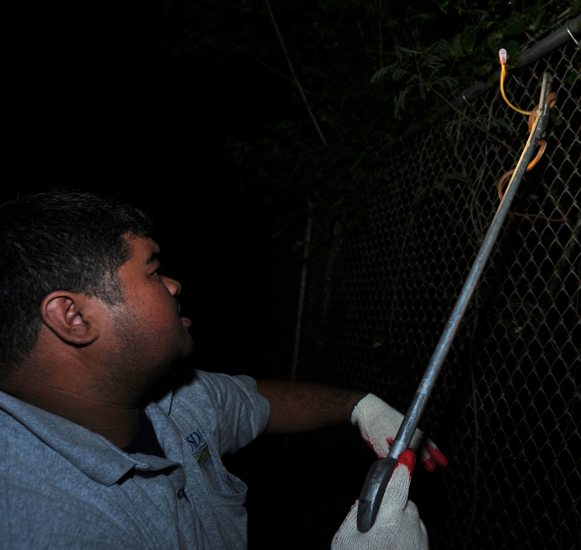 ANDERSEN AIR FORCE BASE, Guam - Joe Sablan, U.S. Department of
Agriculture, uses a claw gripper to pull a brown tree snake from a fence
here, March 31. Even though the snake's venom is mild, the USDA takes
precautions to prevent bites. (U.S. Air Force photo/ Senior Airman Carlin
Leslie)
