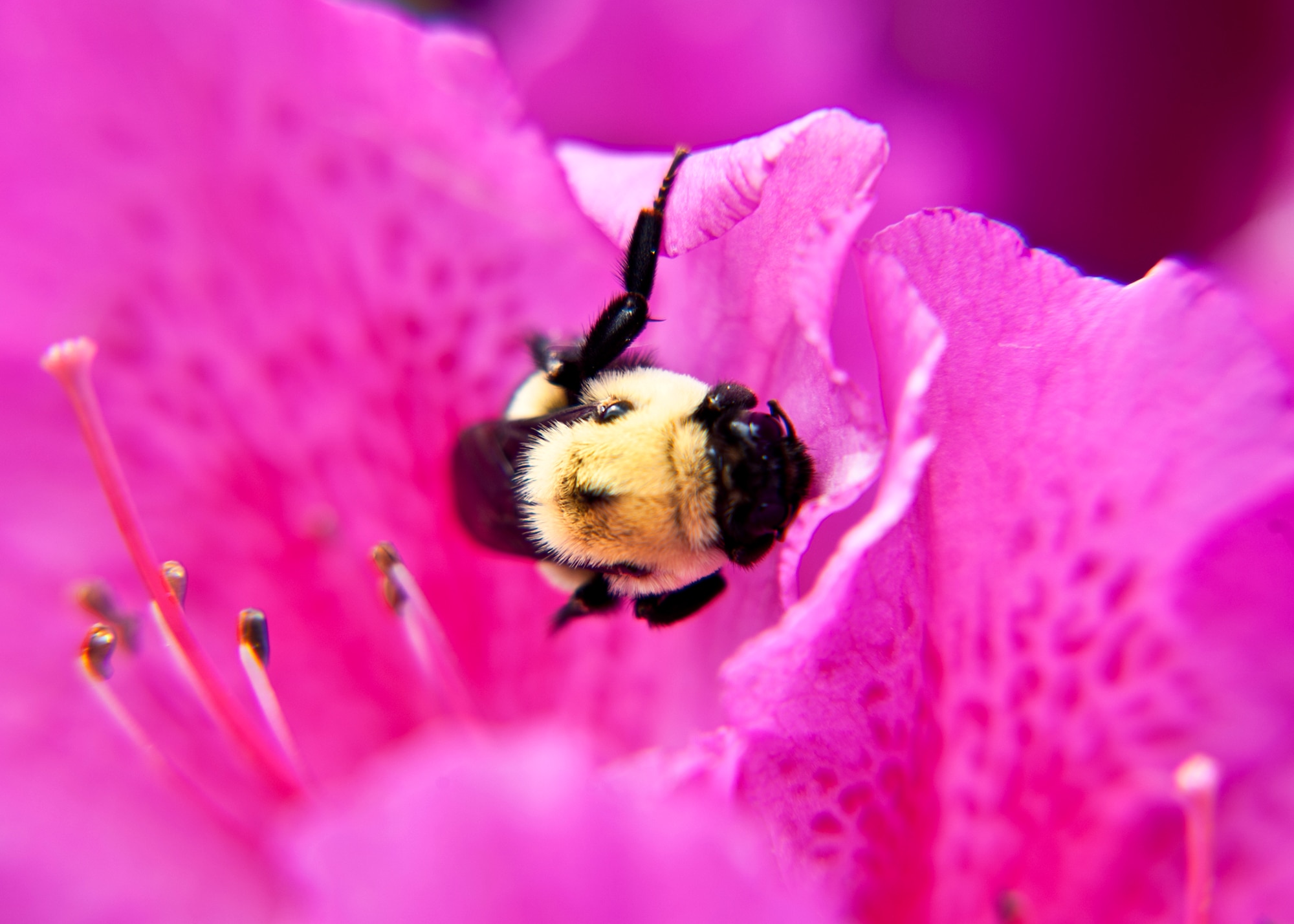 A bee inspects an Azalea flower in front of the Air Armament Center headquarters.  All of the Azalea bushes were in full bloom last week around the building. (U.S. Air Force photo/Samuel King Jr.)