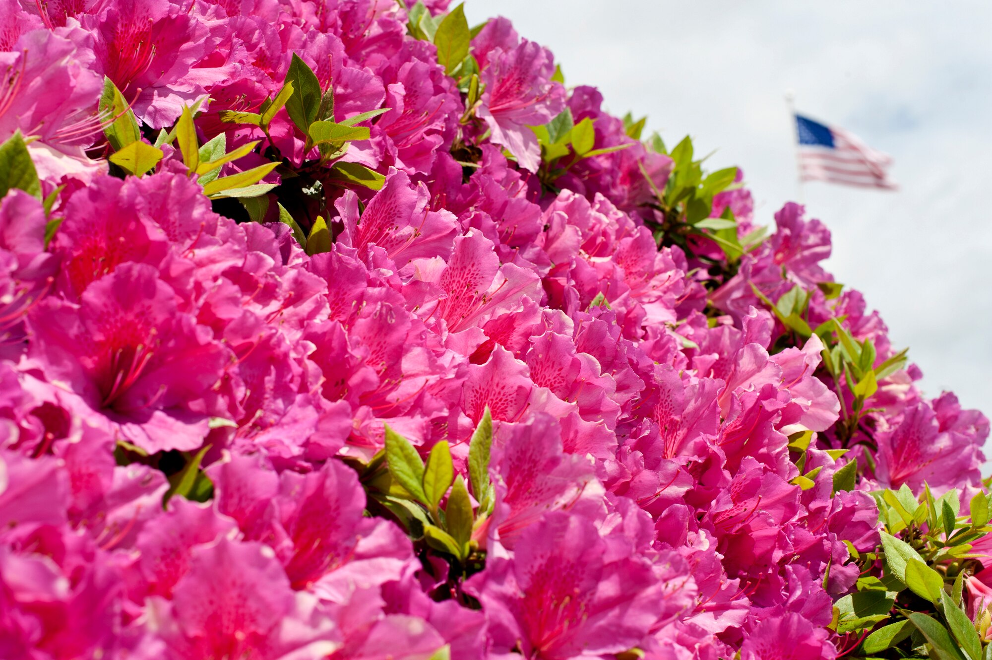 The base flag flies over the blooming Azalea bushes in front of the Air Armament Center headquarters March 31.  All of the Azalea bushes were in full bloom last week around the building.(U.S. Air Force photo/Samuel King Jr.)