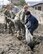 Service members from the Air Force, Navy, and Marine Corps work together April 1, 2011, to free a plastic sheet from mud and sand at a strawberry farm in Hachinohe, Japan. (U.S. Air Force photo/Staff Sgt. Rachel Martinez)