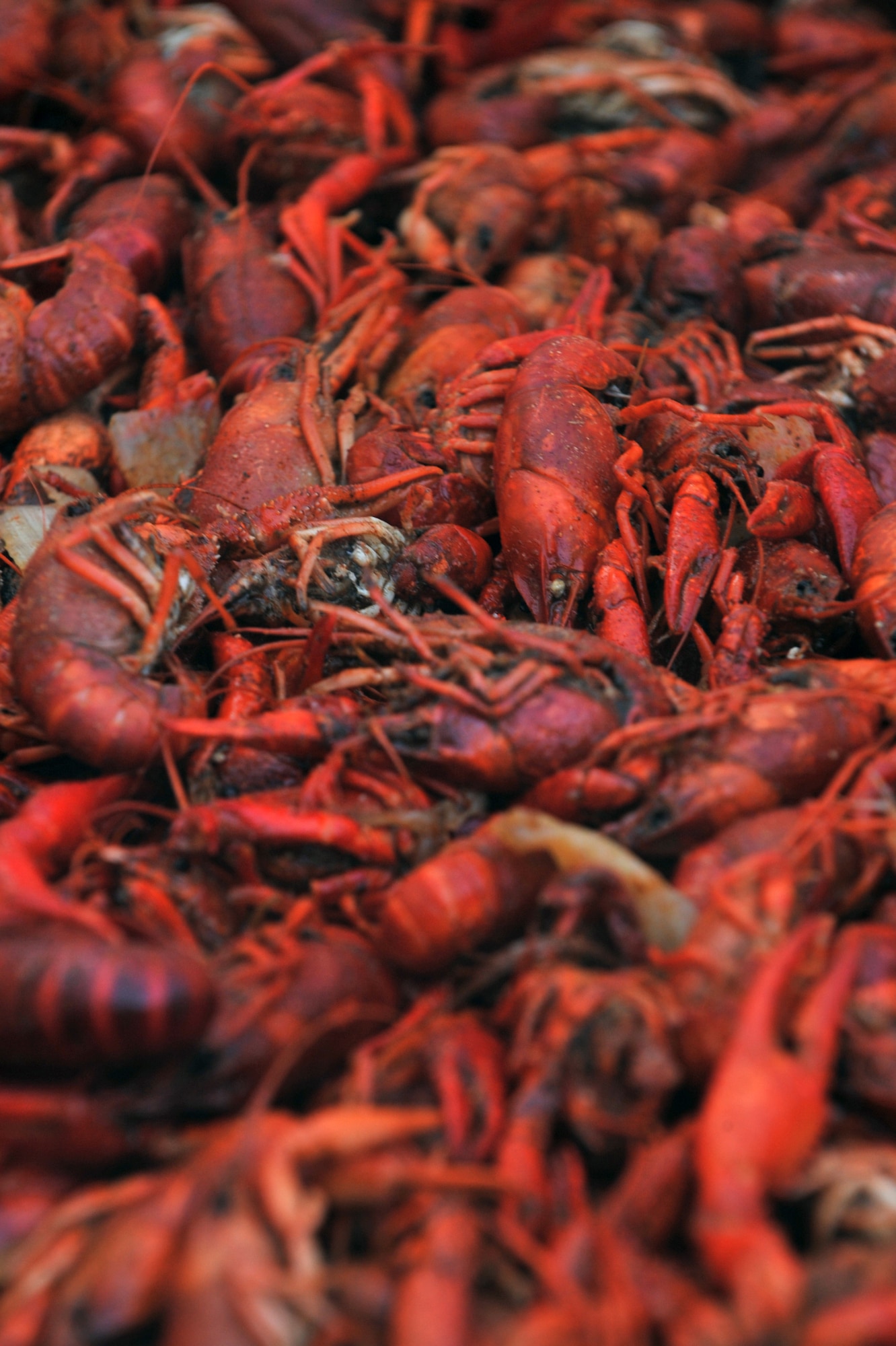 Crawfish sit in a cooler at the Crawfish Festival on Barksdale Air Force Base, La., April 1. Some of the crawfish prepared were for a crawfish eating contest. Contestants were given three minutes to eat two lbs. of crawfish. (U.S. Air Force photo/ Airman 1st Class Micaiah Anthony)(RELEASED)