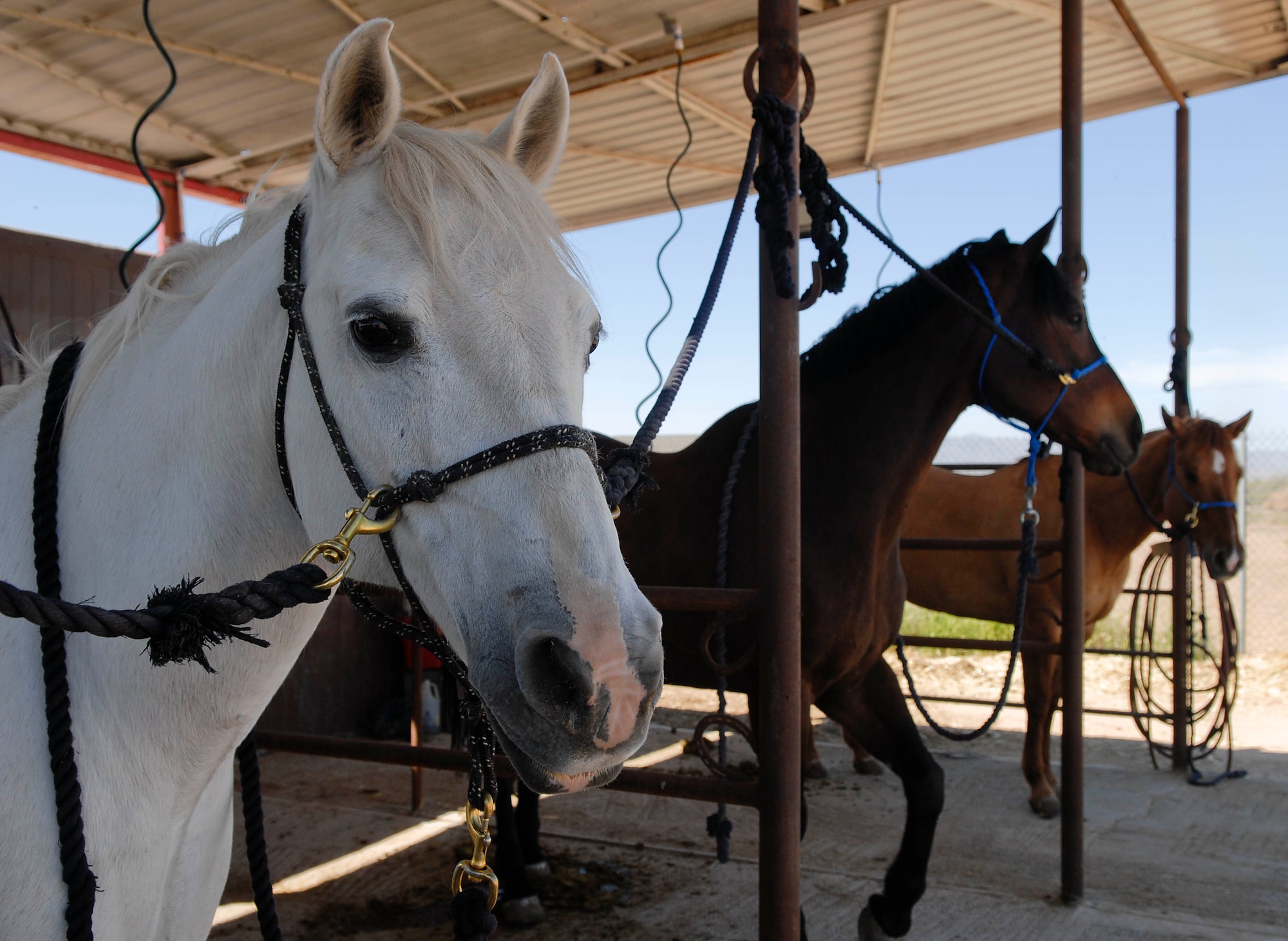 The horses watch as families of deployed members arrive at the Hearts Apart event April 3 at Sunset Ranch in Buckeye, Ariz. The 56th Fighter Wing staff agency key spouses and Airman and Family Readiness Center co-hosted the free event, which gave 37 children and their parents the opportunity to do crafts, learn basic riding, grooming and tacking, and enjoy a barbecue. The Heart Apart program plans monthly events and activities designed to bring families together who are facing the hardship of separation. (U.S. Air Force photo by Senior Airman Darlene Seltmann)