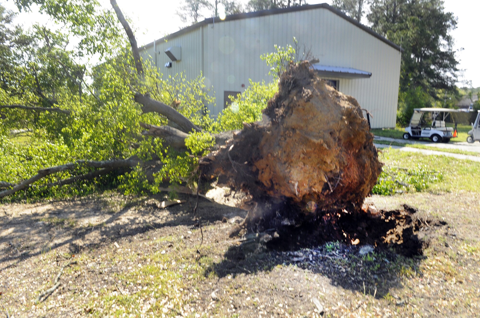 A large tree lays uprooted in front of Bldg. 309. U. S. Air Force photo by Sue Sapp