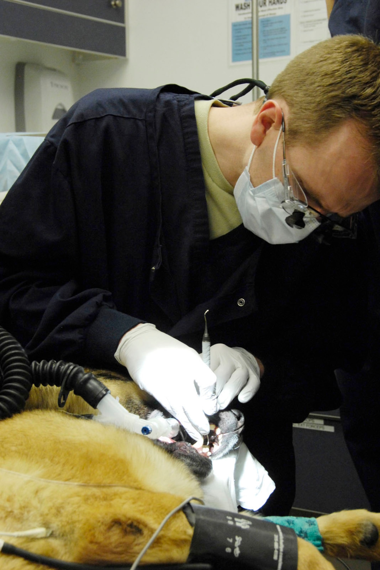 HANSCOM AIR FORCE BASE, Mass. – Capt. (Dr.) Stevenson, a dentist with the 66th Medical Squadron’s dental flight, cleans Military Working Dog Mix’s teeth on March 25. The dental team worked with the veterinary clinic to look at Mix’s teeth and make sure there were no serious issues. (U.S. Air Force photo by Linda LaBonte Britt)