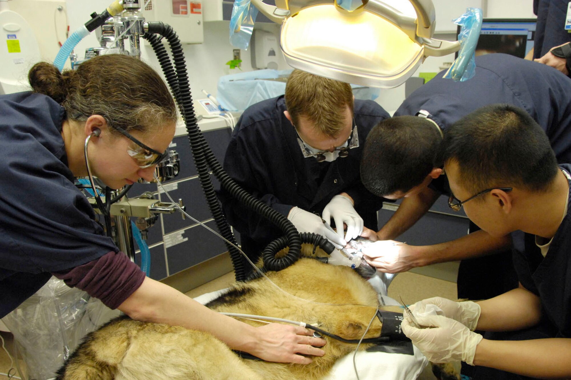 Veterinary dental clinic shop