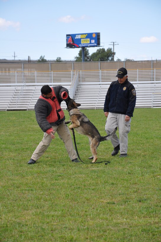 Marine Corps Police Department Working Dog Unit supervisor Lt. Robert Ortiz (right) looks on as 2-year-old German shepherd Tina attacks working dog handler Nadeem Seirafi on command April 8 aboard Marine Corps Logistics Base Barstow. During the canine demonstration at Sorensen Field for Lafayette, Calif., Boy Scout Troop 224, former Scouts Ortiz and Seirafi gave the group of 6-12th graders a glimpse of the teamwork and discipline it takes to train their dogs to perform various tasks.
