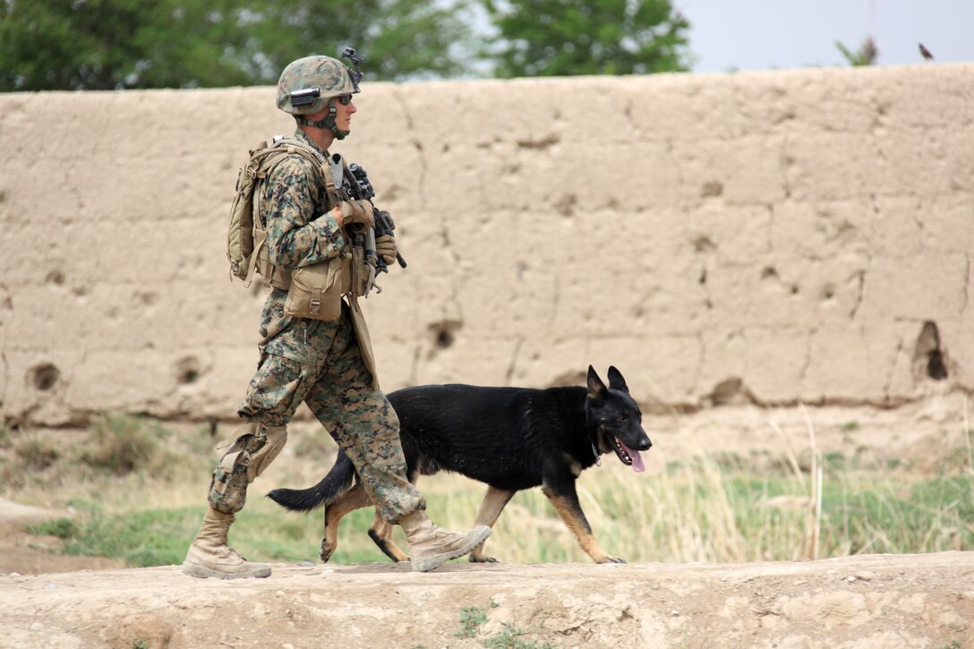 U.S. Marine Corps Cpl. Brandon Fipps, a military working dog handler attached to 1st Platoon, Company I, Battalion Landing Team 3/8, Regimental Combat Team 8, and his dog Paco, return to base following a patrol near their patrol base in Helmand province's Green Zone, west of the Nahr-e Saraj canal, April 9, 2011. Elements of 26th Marine Expeditionary Unit deployed to Afghanistan to provide regional security in Helmand province in support of the International Security Assistance Force.