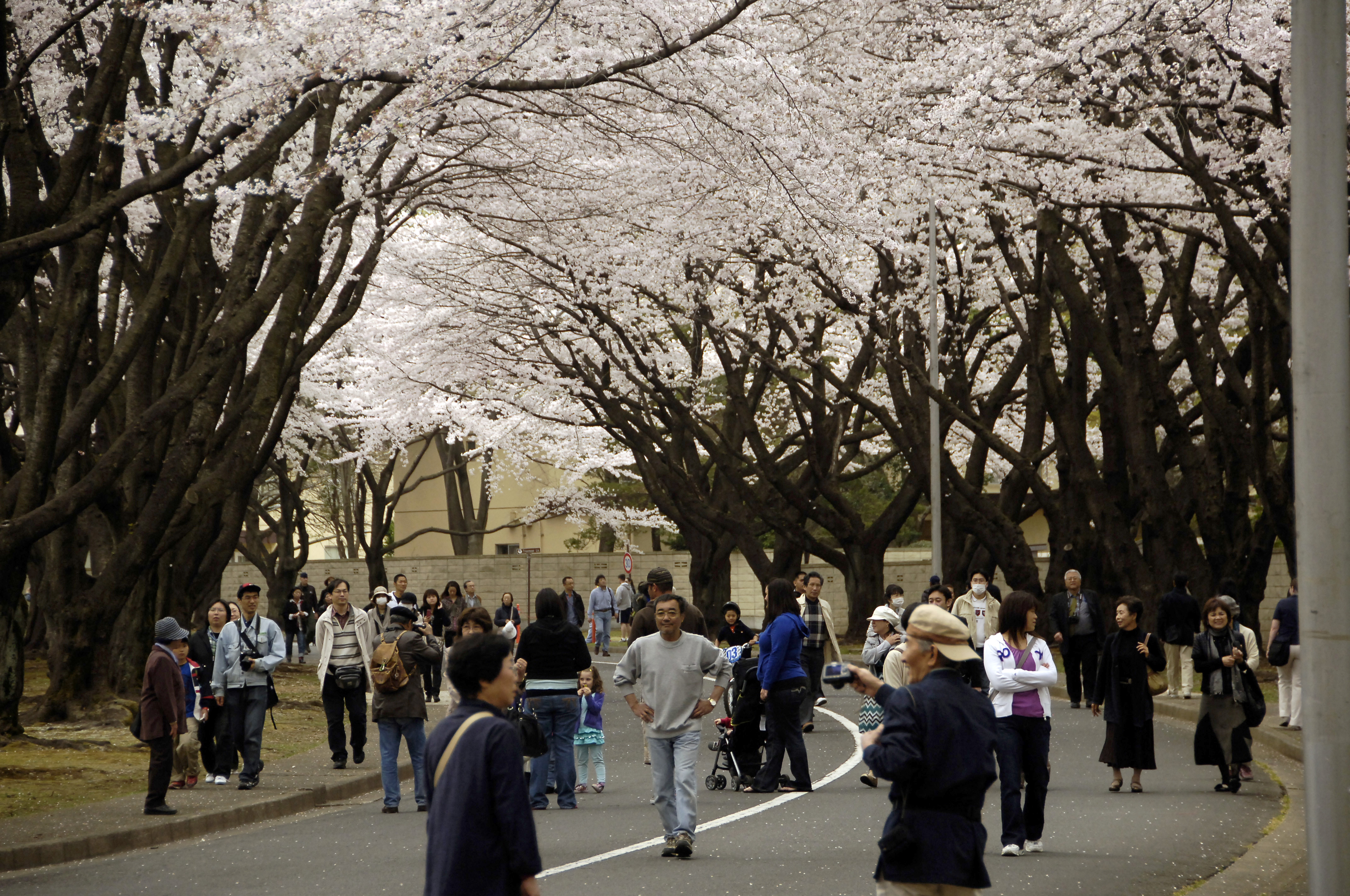 Cherry Blossom Festival at Yokota