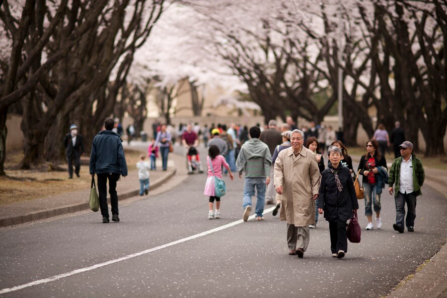 YOKOTA AIR BASE, Japan -- Japanese visitors view cherry blossoms at Yokota Air Base, Japan, April 10, 2011. Yokota officials opened  the east gate of the base to Japanese neighbors to view the canopy of cherry blossoms along the road. (U.S. Air Force photo/Staff Sgt. Samuel Morse)