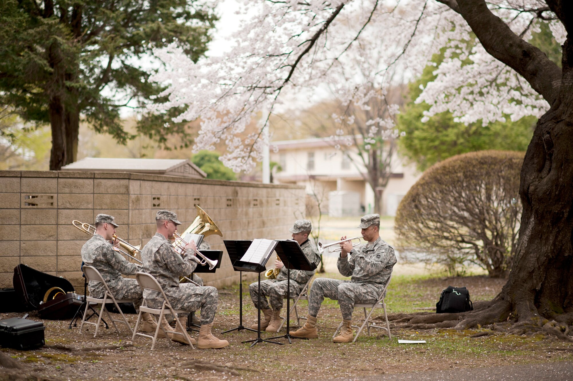 Army and Air Force bandsmen perform for Japanese visitors viewing cherry blossoms April 10, 2011, at Yokota Air Base, Japan. Yokota officials opened the base to Japanese neighbors to view the canopy of cherry blossoms along the road. (U.S. Air Force photo/Staff Sgt. Samuel Morse) 