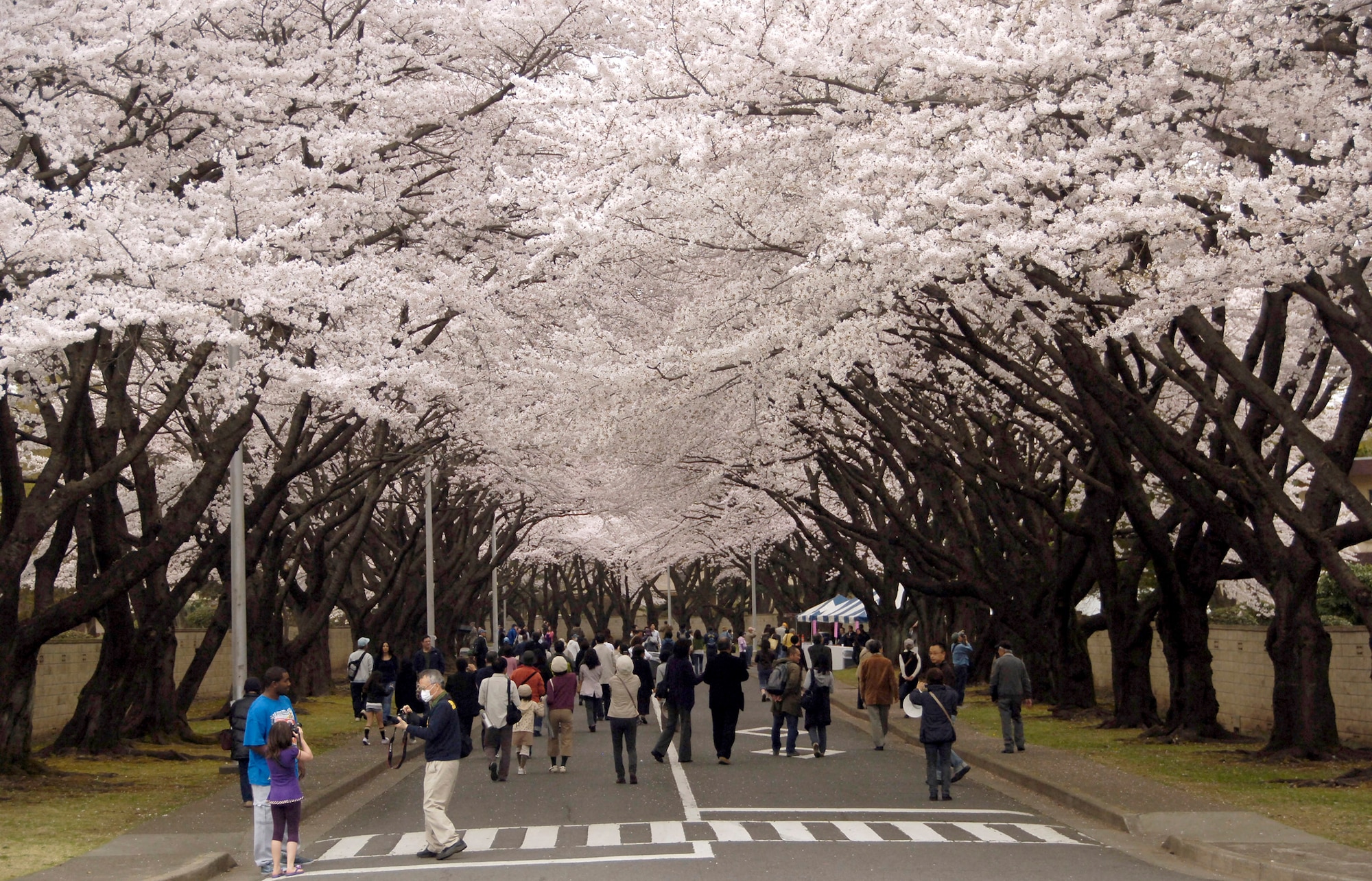 Members from Yokota Air Base, Japan, and Japanese locals walk down McGuire Avenue during the Yokota Cherry Blossom Open House April 10, 2011. Base officials opened the gates to the public, allowing the local Japanese community to come on to Yokota to see the trees in full bloom. More than 1,300 local nationals attended the event. (U.S. Air Force photo/ Staff Sgt. J.G. Buzanowski) 