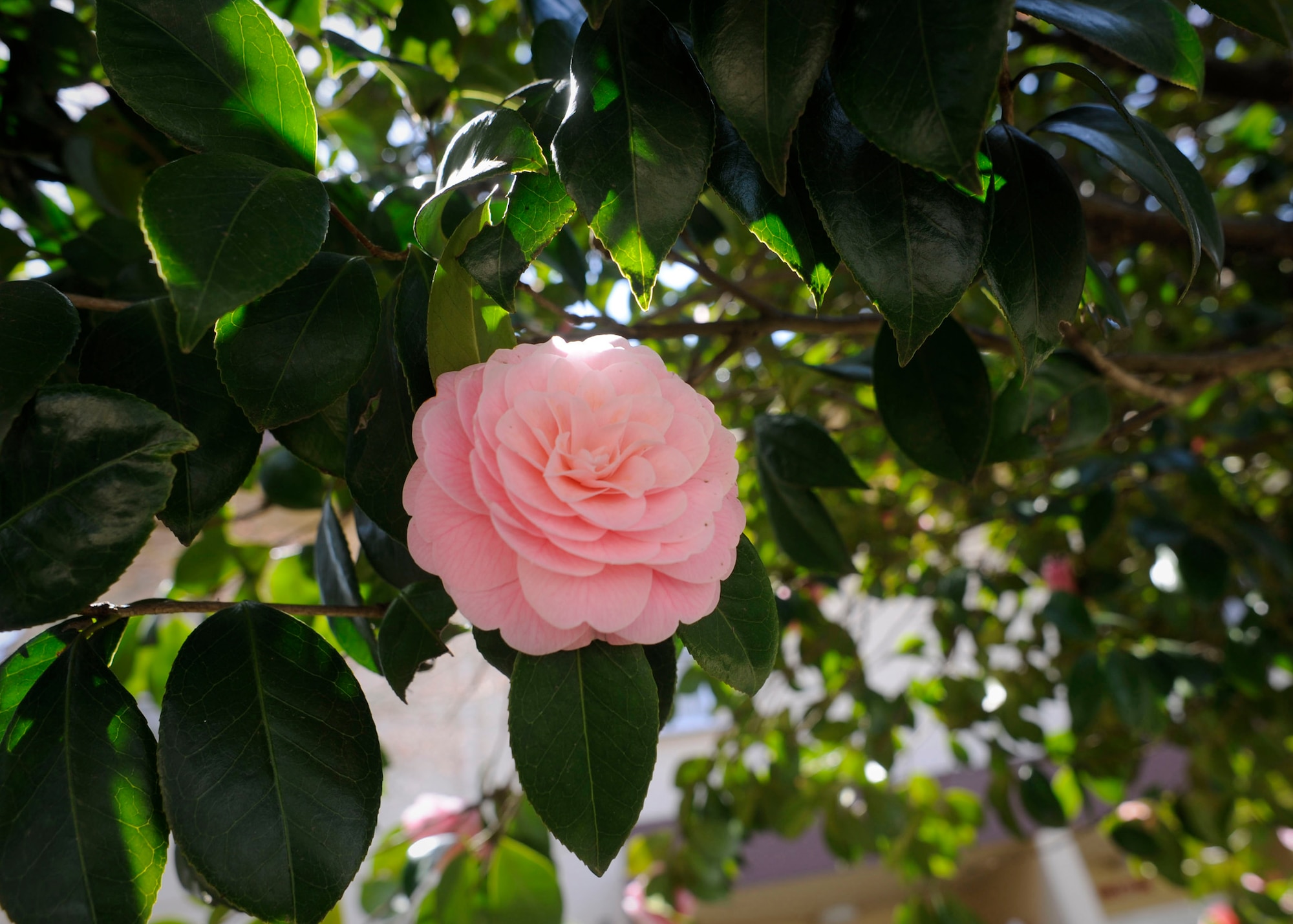 YOKOTA AIR BASE, Japan -- A bright pink flower blooms signifying the start of spring here April 12, 2011. With warm weather arriving, outdoor activities such as walking, outdoor grilling and sports become increasingly popular among Yokota members. (U.S. Air Force photo/Airman 1st Class Andrea Salazar)