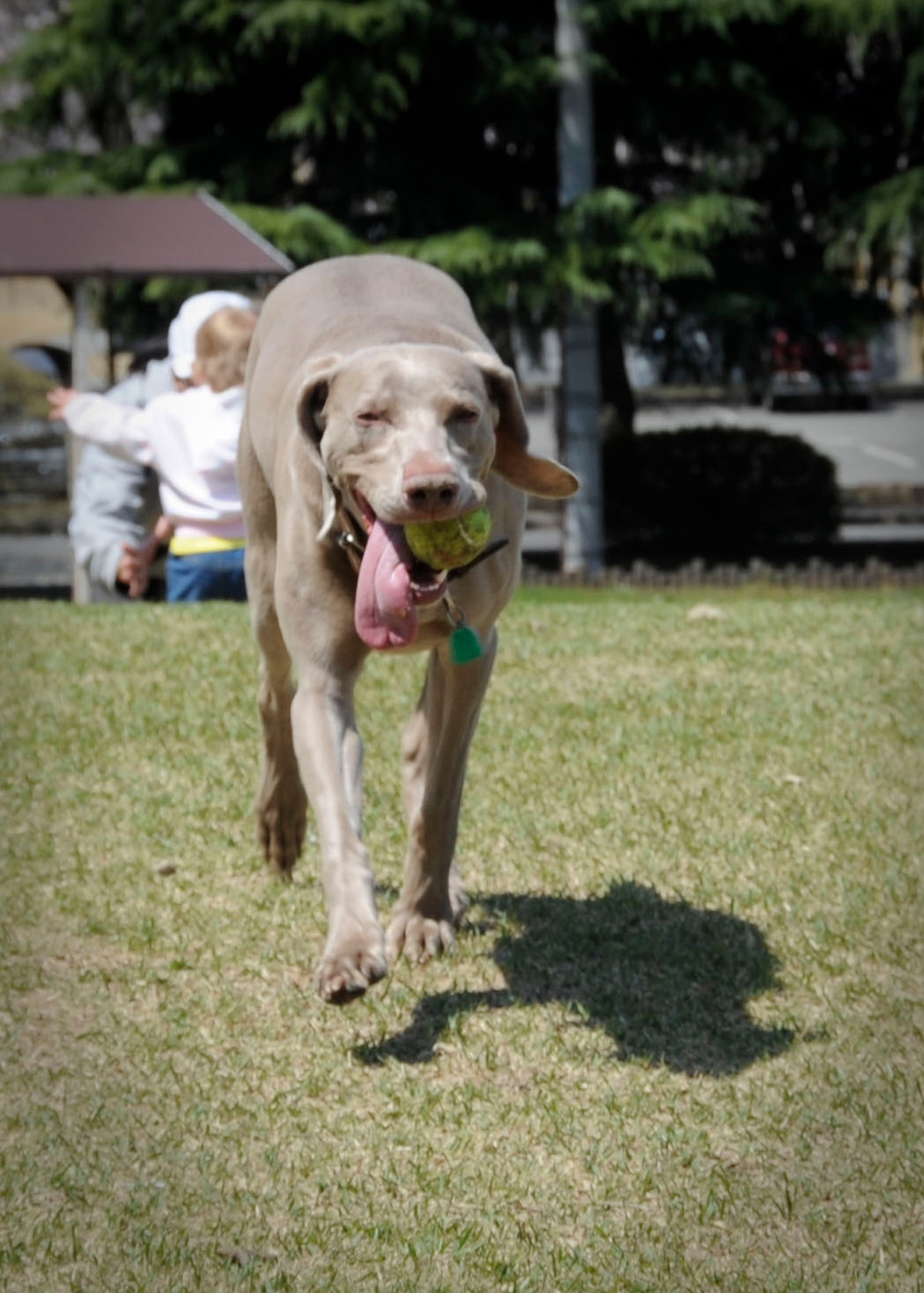 YOKOTA AIR BASE, Japan -- Maggie, dog of Master Sgt. Gary Jones, 730th Air Mobility Squadron professional superintendent, returns a ball during a game of fetch here April 12, 2011. With spring time weather arriving, Yokota members and their pets are able to enjoy more outdoor activities on and off base. (U.S. Air Force photo/Airman 1st Class Andrea Salazar)