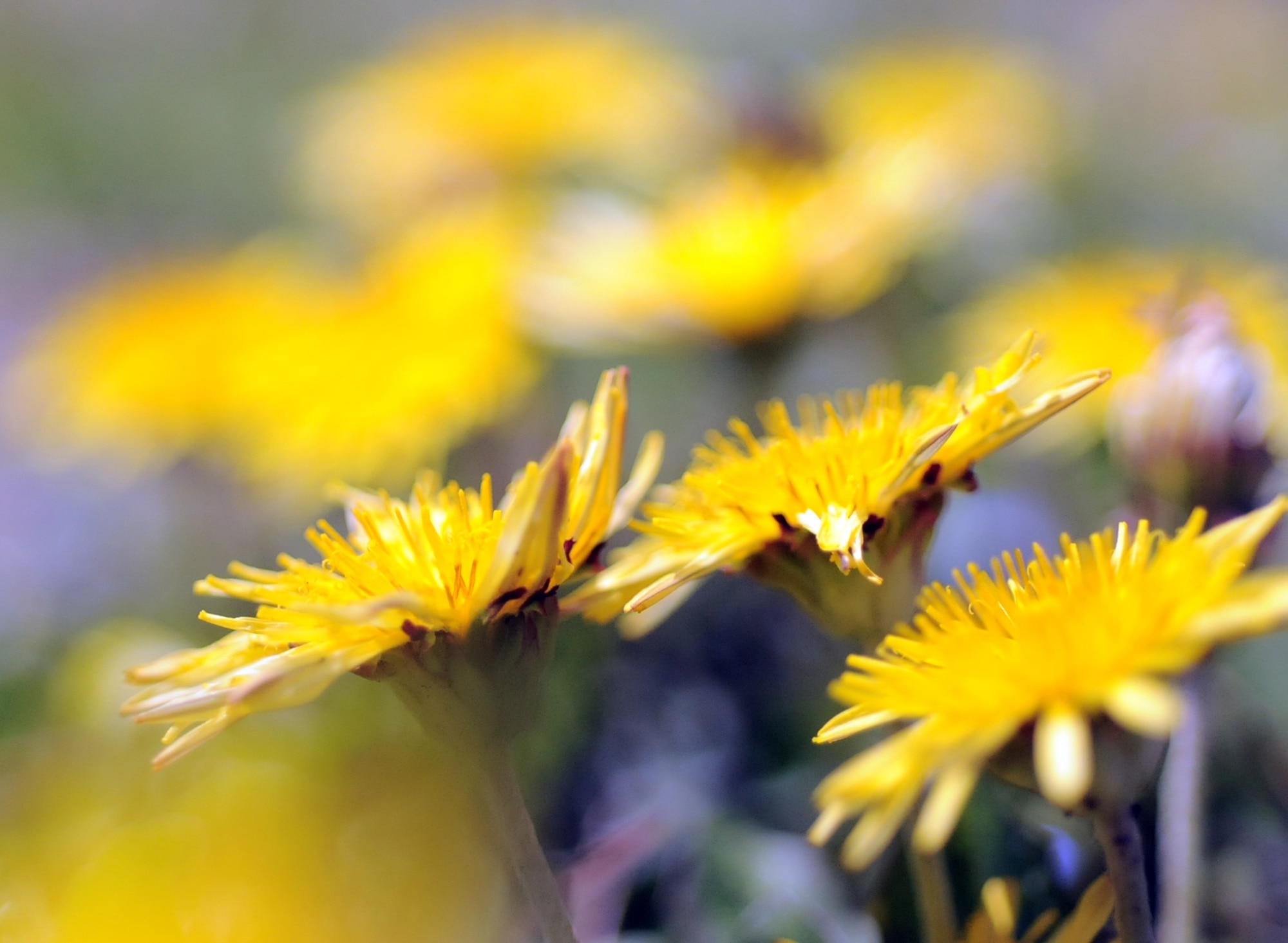 YOKOTA AIR BASE, Japan ? Dandelions bloom signifying the start of spring in Japan here April 12, 2011. With spring-time here, outdoor activities such as walks, outdoor grilling and sports become popular among Yokota members. (U.S. Air Force photo/Airman 1st Class Krystal M. Garrett) 