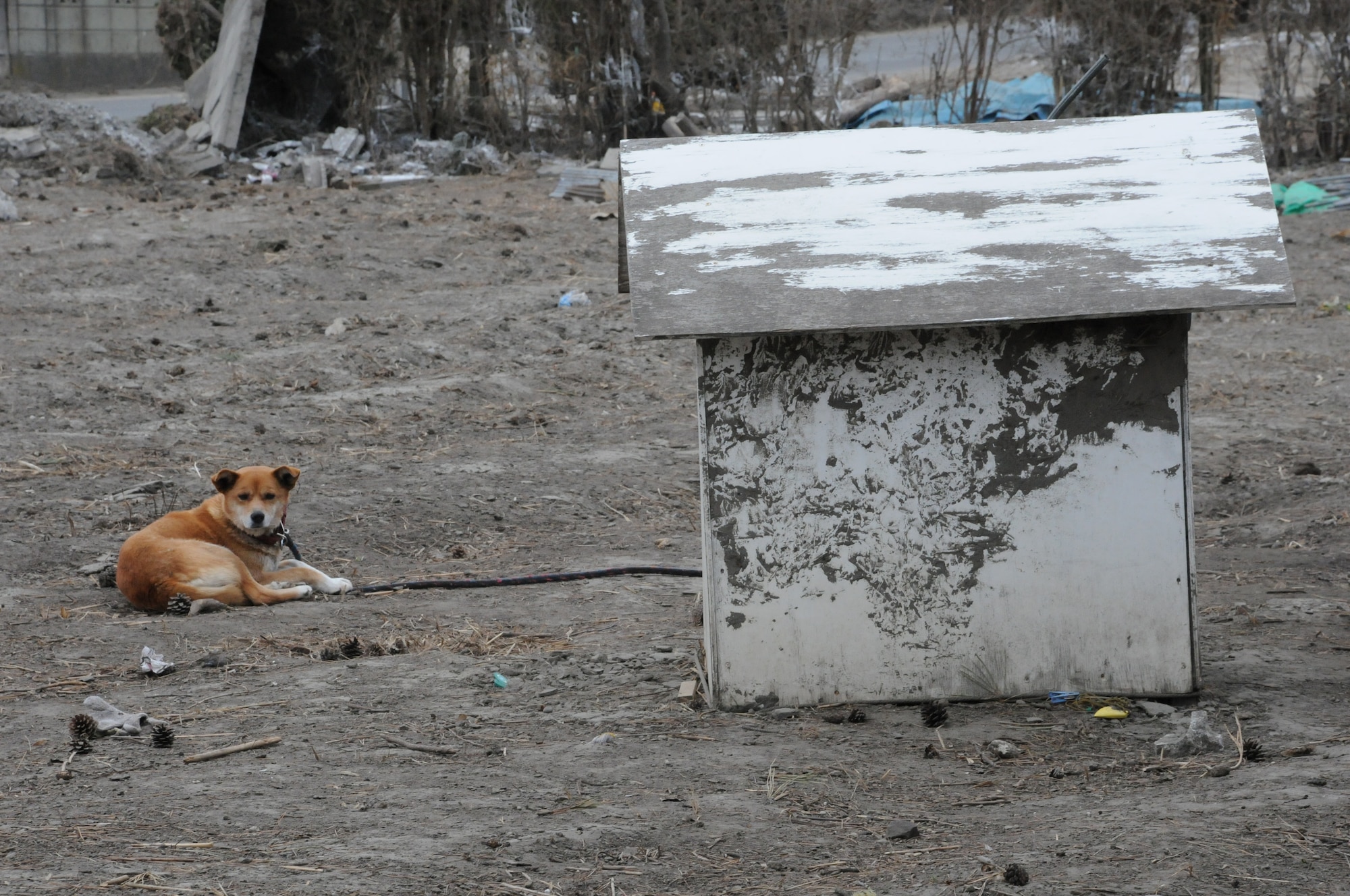 HACHINOHE, Japan -- A dog rests while chained to a weathered dog house on a debris ridden field inside the devastated city here. An 9.0 magnitude earthquake March 11 triggered a devastating tsunami that hit Hachinohe, a northeastern Pacific coastal city about 400 miles north of Tokyo. The tsunami devastated commercial and residential buildings in the area. U.S. military forces make daily trips to Aomori prefecture to help restore the area. (U.S. Air Force photo/Staff Sgt. Erica Picariello)