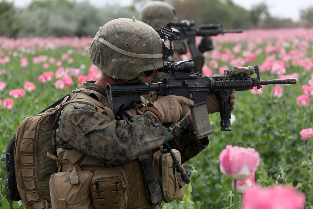 U.S. Navy Hospitalman Stephen Sampedro, a corpsman with 1st Platoon, Company I, Battalion Landing Team 3/8, Regimental Combat Team 8, uses his Rifle Combat Optic(RCO) in a poppy field during a security patrol from their patrol base in Helmand province's Green Zone, west of the Nahr-e Saraj canal, April 13, 2011. Elements of 26th Marine Expeditionary Unit deployed to Afghanistan to provide regional security in Helmand province in support of the International Security Assistance Force.