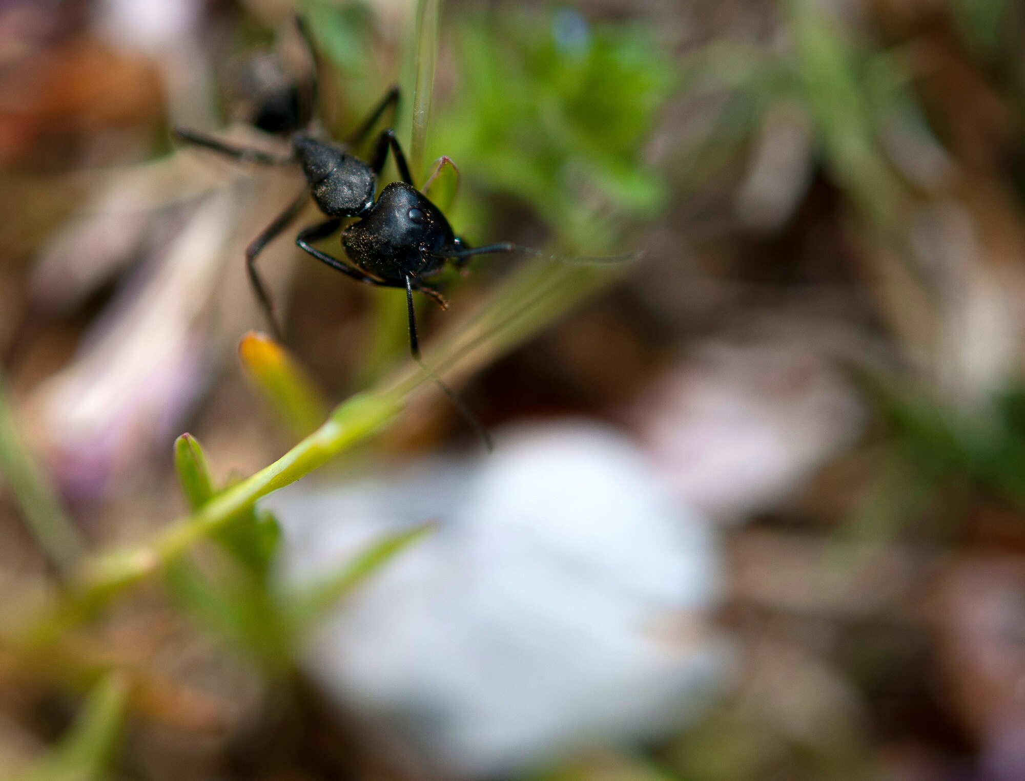 YOKOTA AIR BASE, Japan -- An ant climbs over cherry blossom petals near the Kanto Lodge here April 13, 2011. (U.S. Air Force photo illustration/Staff Sgt. Chad C. Strohmeyer)
