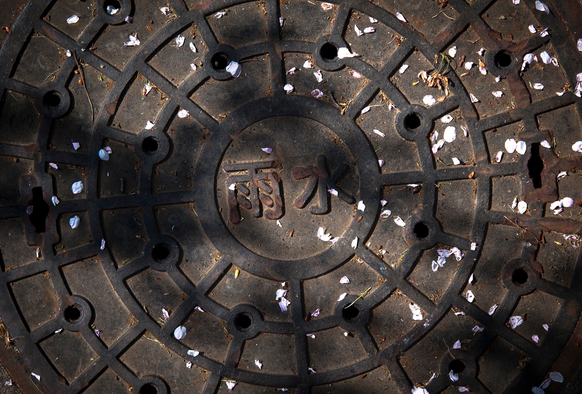 YOKOTA AIR BASE, Japan -- Cherry blossom petals lie on a man-hole cover near the Kanto Lodge here April 13, 2011. (U.S. Air Force photo illustration/Staff Sgt. Chad C. Strohmeyer)