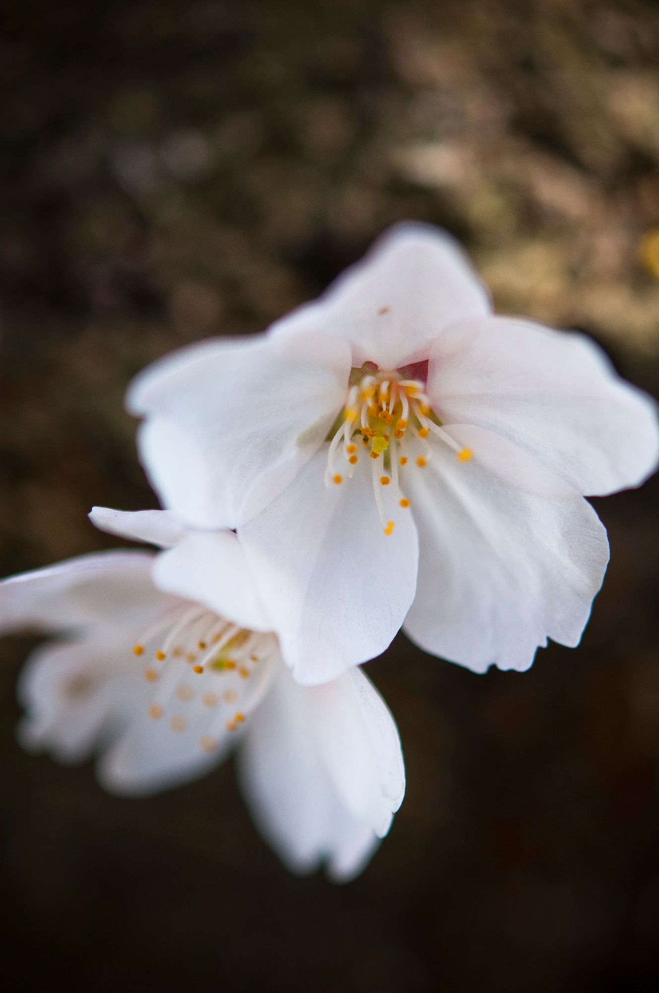 YOKOTA AIR BASE, Japan -- Cherry blossoms bloom near the Kanto Lodge here April 13, 2011. (U.S. Air Force photo illustration/Staff Sgt. Chad C. Strohmeyer)