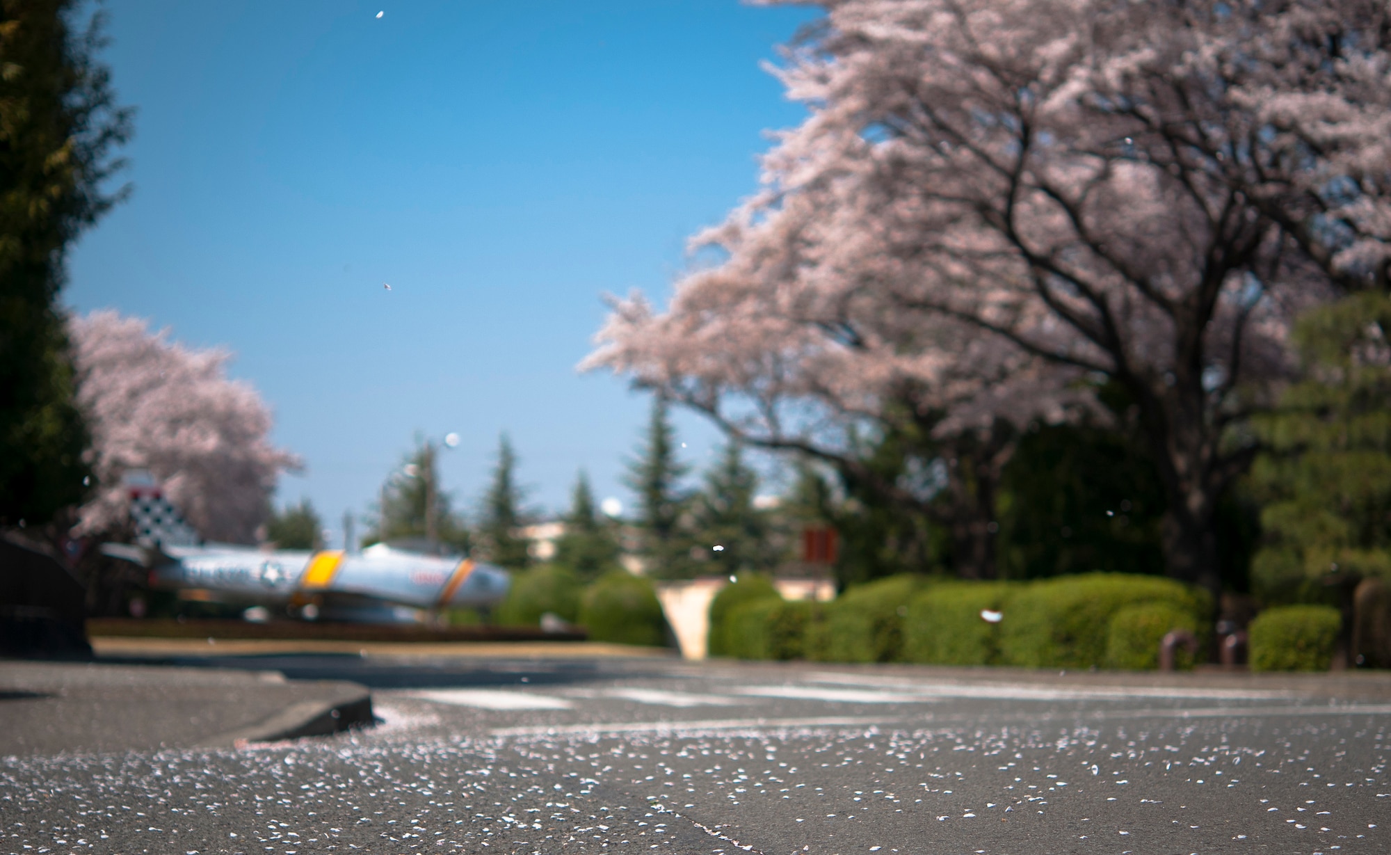 YOKOTA AIR BASE, Japan -- Cherry blossoms bloom near Airlift Avenue here April 13, 2011. (U.S. Air Force photo illustration/Staff Sgt. Chad C. Strohmeyer)