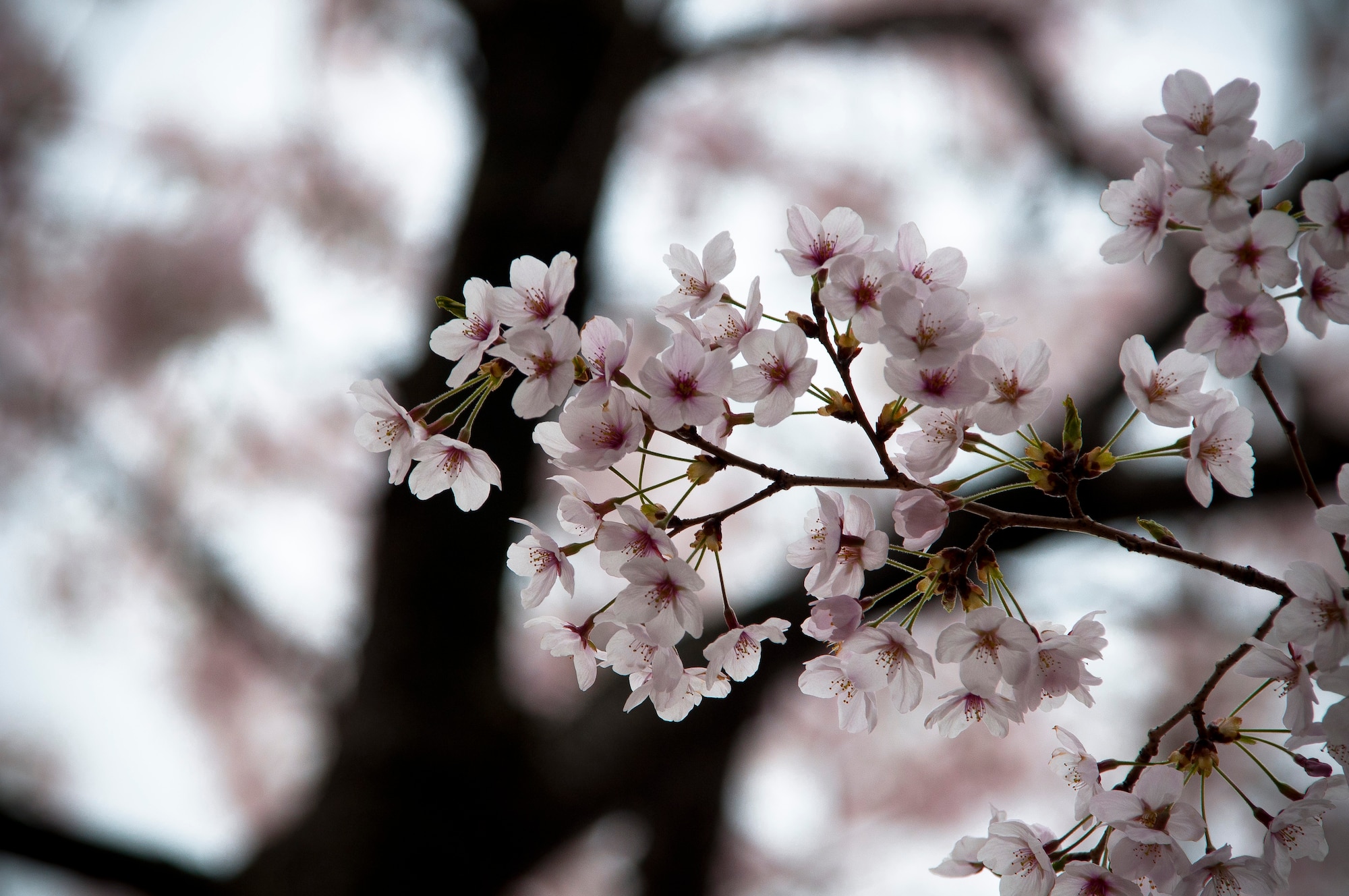 YOKOTA AIR BASE, Japan -- Cherry blossoms bloom near the Kanto Lodge here April 13, 2011. (U.S. Air Force photo illustration/Staff Sgt. Chad C. Strohmeyer)