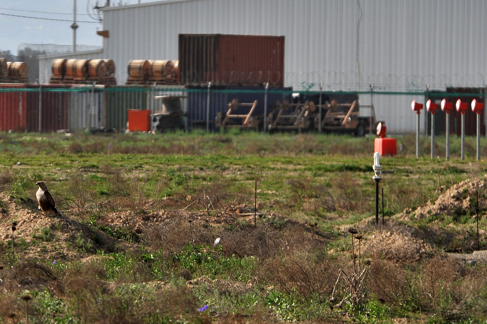 A Long-legged Buzzard waits patiently for varmints at Bagram Airfield, Afghanistan, April 13, 2011. The 455th Air Expeditionary Wing Safety Wildlife Biologist, uses different techniques to reduce birds population around the flightline that can potentially cause safety hazards. (U.S. Air Force photo by Senior Airman Sheila deVera)