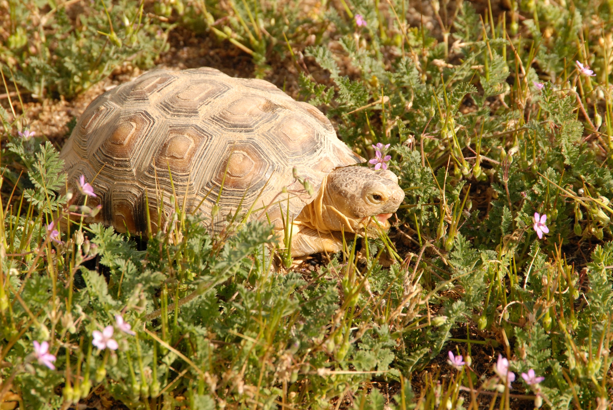 Sheldon, Edwards Environmental Management’s pet desert tortoise, takes a stroll through the vegetation outside Bldg. 2650A and snacks on some weeds. Desert tortoises like Sheldon who are captive must remain captive under federal law. Sheldon can be adopted through EM’s Desert Tortoise Adoption Program. (Air Force photo by Kenji Thuloweit)