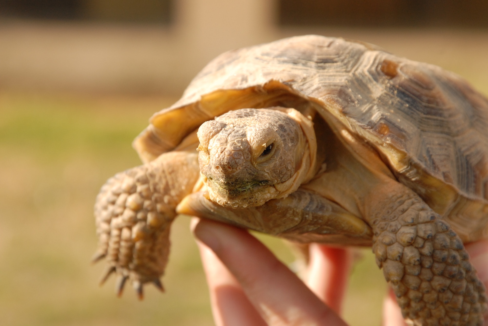 Sheldon the desert tortoise poses for a picture while being held by biologist Chris Herbst, Edwards Environmental Management, April 12. Sheldon currently lives in EM’s customer service area in Bldg. 2650A. Captive tortoises like Sheldon are available for adoption through EM’s Desert Tortoise Adoption Program. Under federal law, tortoises that are captive must remain captive to help prevent disease from being further introduced into the wild tortoise population. (Air Force photo by Kenji Thuloweit)