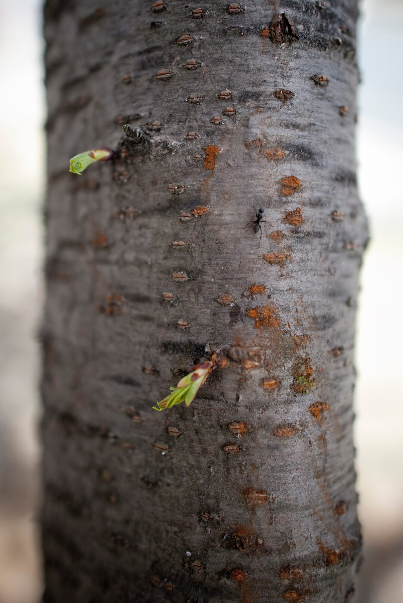 YOKOTA AIR BASE, Japan -- An ant climbs a cherry blossom tree at Yokota Air Base, Japan, April 13, 2011. (U.S. Air Force photo/Staff Sgt. Samuel Morse)