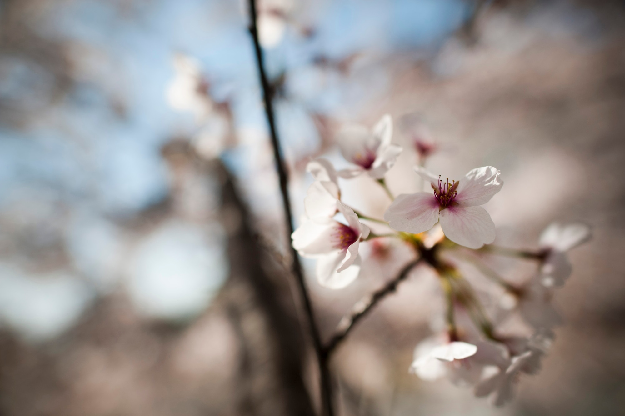 YOKOTA AIR BASE, Japan -- Cherry blossoms bloom at Yokota Air Base, Japan, April 13, 2011. (U.S. Air Force photo/Staff Sgt. Samuel Morse)