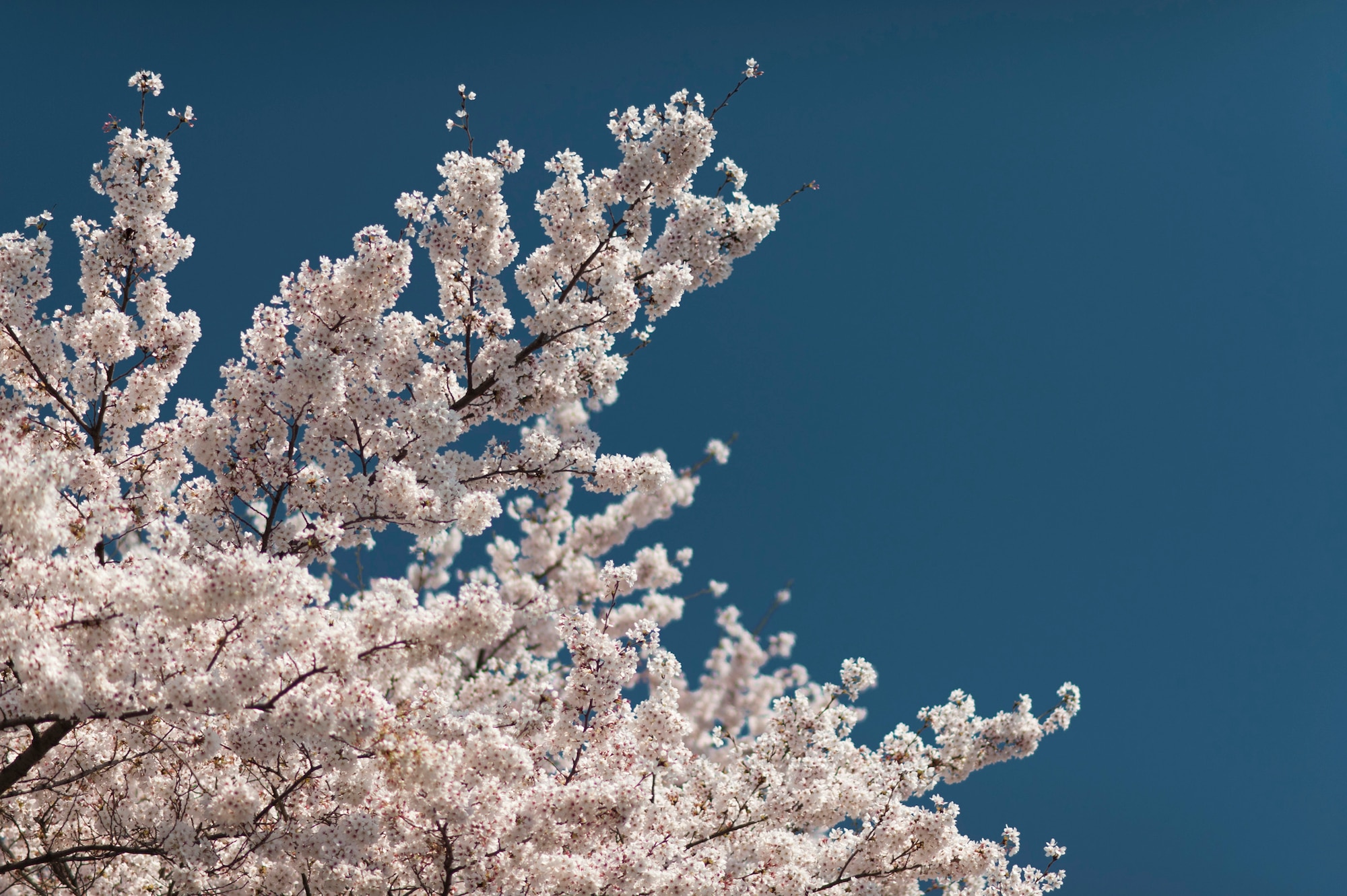 YOKOTA AIR BASE, Japan -- Cherry blossoms bloom at Yokota Air Base, Japan, April 13, 2011. (U.S. Air Force photo/Staff Sgt. Samuel Morse)