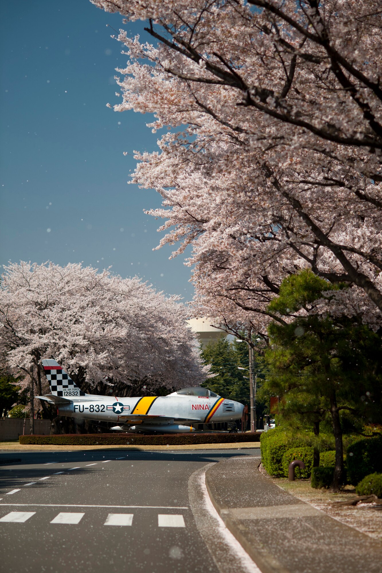 YOKOTA AIR BASE, Japan -- Cherry blossom petals fall onto Airlift Avenue, Yokota Air Base, Japan, April 13, 2011. (U.S. Air Force photo/Staff Sgt. Samuel Morse)