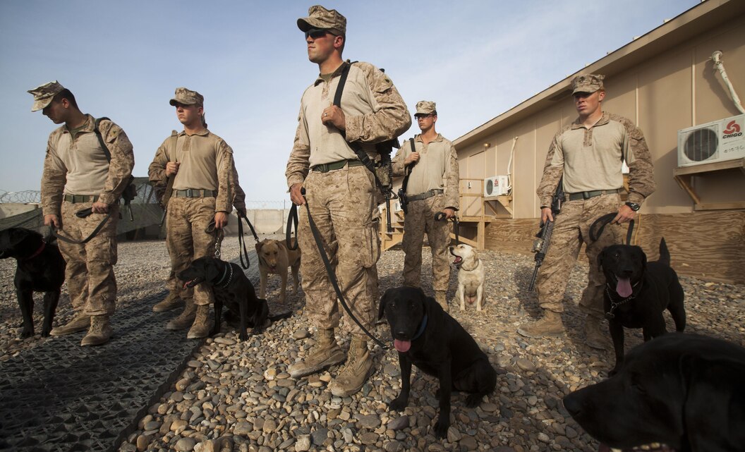 Sgt. Steven Basham, a native of Hawesville, Ky., gathers with approximately 20 dog-handlers and improvised explosive device detection dogs throughout the RCT-1 battalions to conduct training at Camp Dwyer, Helmand province, Afghanistan, April. 13. Basham is the kennel supervisor with 2nd Battalion, 8th Marine Regiment. The dogs and their handlers received training in verbal and non-verbal commands, emergency and routine medical training, and the latest tactics for finding IEDS, said Maj. Michael Hays, the counter IED officer for RCT-1. "The [dogs and their handlers] play a valuable roll within the counter IED fight," said Hays, who is based out of Camp Pendleton, Calif., along with the majority of the RCT-1 staff. The RCT serves as the ground combat element in southern Helmand province. The mission of the RCT is to partner with Afghanistan to conduct counterinsurgency operations that secure the Afghan people, defeat insurgent forces, and enable the government to assume security responsibilities in the region. The partnered forces support the expansion of stability, development and legitimate governance.