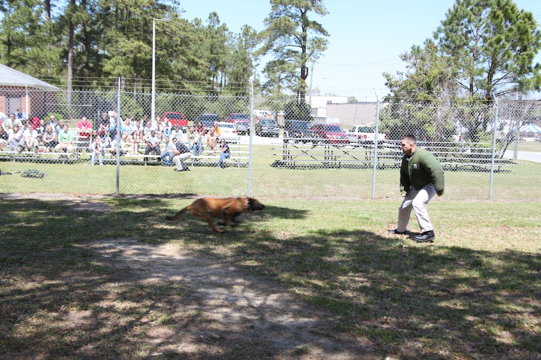Military police dog Brasco closes in to take down Mike Copeland, a civilian officer for the station provost marshal’s office, during a training demonstration for the Teen All-Access Tour aboard MCAS Cherry Point April 14. According to Lt. Tom Hardee, a civilian officer and the kennel master for PMO, instances where ordering a dog to bite a suspect are very rare, and he has yet to see it occur on Cherry Point (fortunately).