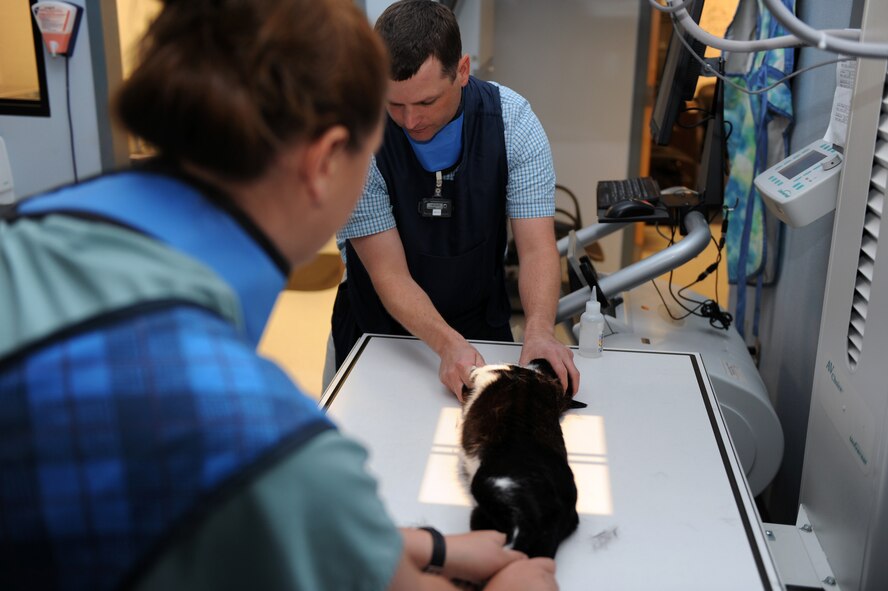 Veterinary Technician Jennifer Smith and Veterinarian Dr. Darrin Olson hold down a cat for an x-ray at the vet clinic on Barksdale Air Force Base, La., April 13. Airmen who live on base are required to register their pets with veterinary services within 10 working days of the animal arriving on base. Clinic hours are Monday through Friday 9 a.m. - 12 p.m. and 1:30 pm - 4 p.m. The clinic is closed on weekends, federal holidays and the last working day of each month. (U.S. Air Force photo/Airman 1st Class Micaiah Anthony) (RELEASED)