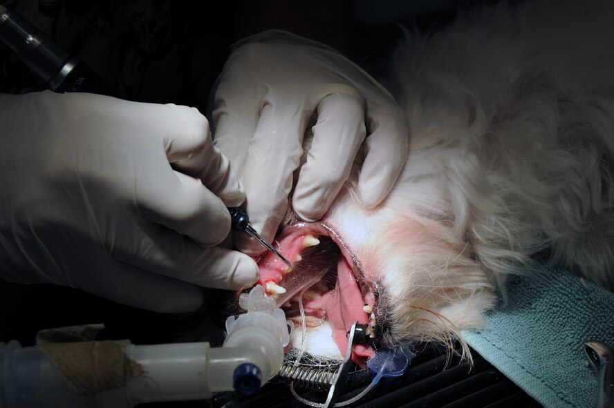 Veterinary Technician Mike Bridges cleans a dog?s teeth at the vet clinic on Barksdale Air Force Base, La., April 13. The clinic performs parasite testing, vaccinations, routine dental procedures and surgeries, heartworm testing, micro-chipping and spays and neuters. More information about the Barksdale Vet Clinic can be found at www.barksdaleservices.com by selecting vet clinic under the Airman and family tab. (U.S. Air Force photo/Airman 1st Class Micaiah Anthony) (RELEASED)
