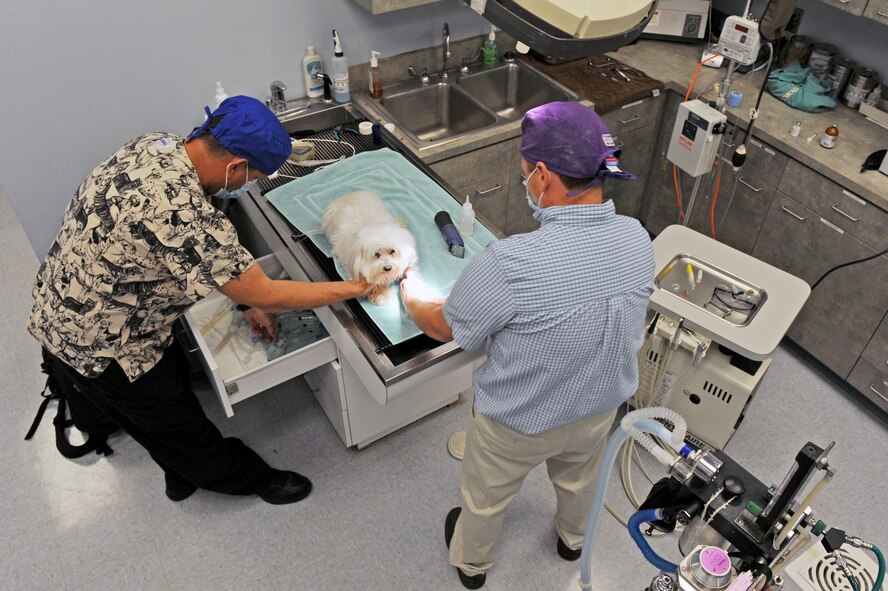 Veterinarians Dr. Darrin Olson and Technician Mike Bridges prepare a dog for dental work at the vet clinic on Barksdale Air Force Base, La., April 13. The clinic hours are Monday through Friday 9 a.m. to 12 p.m. and 1:30 pm - 4 p.m. The clinic is closed on weekends, federal holidays and the last working day of each month. (U.S. Air Force photo/Airman 1st Class Micaiah Anthony) (RELEASED)