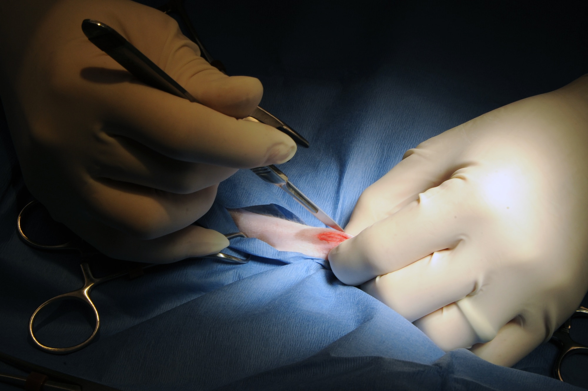 Veterinarian Dr. Darrin Olson makes an incision on a pet dog at the vet clinic on Barksdale Air Force Base, La., April 13. The canine was brought in to be neutered to help control the local pet population. The clinic performs parasite testing, vaccinations, routine dental procedures and surgeries, heartworm testing, micro-chipping and spays and neuters. More information about the Barksdale Vet Clinic can be found at www.barksdaleservices.com by selecting vet clinic under the Airman and family tab. (U.S. Air Force photo/Airman 1st Class Micaiah Anthony) (RELEASED)