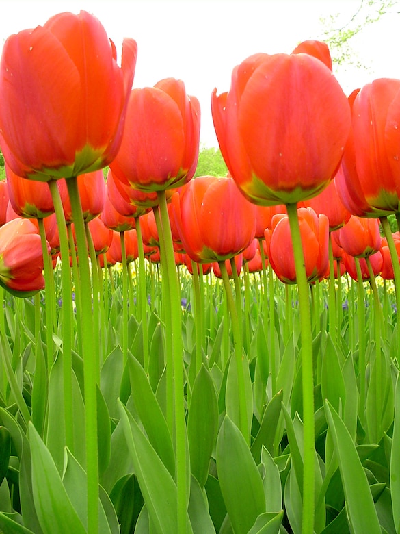 Dutch Flower Paradise Open For Season Spangdahlem Air Base Display