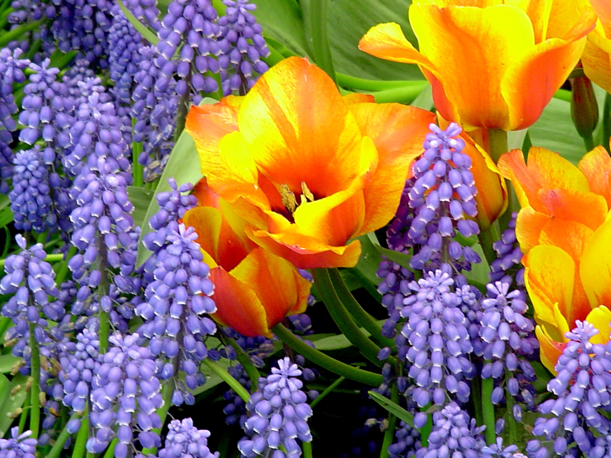 KEUKENHOF, Holland - The park offers many different kinds of flowers and theme gardens in which flower bulbs play the lead role -- Abstract, Scent, Color, Renaissance, Style, Border and Rockery-Shadow-Water. Every year a number of artists are selected to exhibit some 30 sculptures and other objects of art throughout the park. There are restaurants, sunny terraces and coffee shops available at the Keukenhof, as well as a huge parking lot. (Courtesy photo)