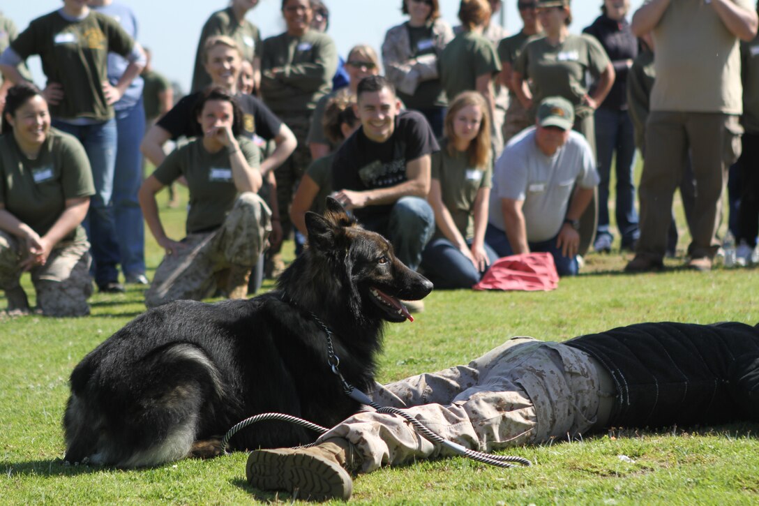 Family members, service members and friends watch military working dog Kato assist military police in a demonstration during the 11th Marine Expeditionary Unit's Jane Wayne Day here April 15. The unit invited family members and friends to experience a day of several brief military experiences similar to those that Marines and sailors live every day.