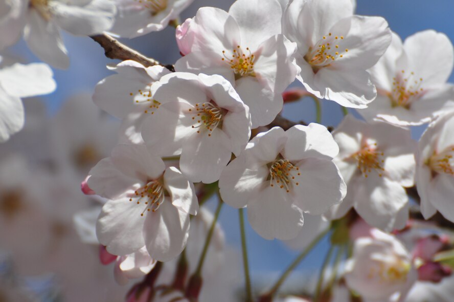 Every year more than 4 million people visit the cherry blossom festival in Seoul near the National Assembly Building. This year was no different and these were some of the photos captured by the 51st Fighter Wing Public Affairs office during their day of exploration April 16. (U.S. Air Force photo/Staff Sgt. Chad Thompson)