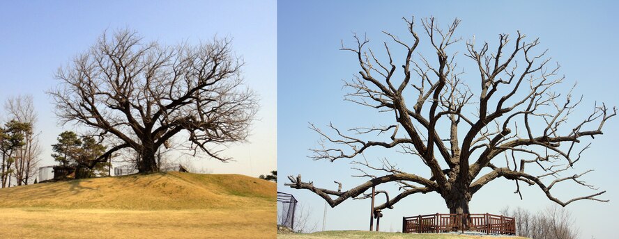 The 51st Civil Engineer Squadron recently cut off dead, rotten and broken branches; repaired the main bole and replaced the boundary fence around the base's 740-year-old ginkgo tree. The work was done to encourage new growth, extend the life of the aging tree and was all done in line with Arbor Day. Trees such as this are an important piece of traditional Korean culture and have often been a focal point of village life for many years. (Courtesy Photo)