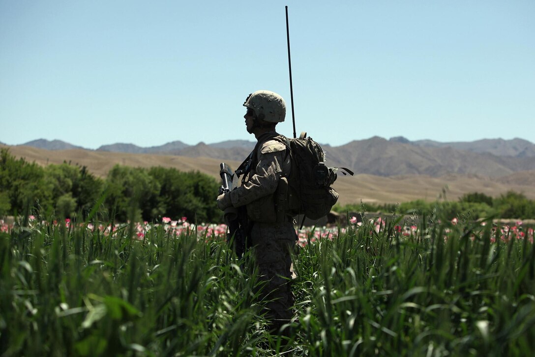Cpl. John T. Gizzi, a Tuckerton, N.J., native and an assistant squad leader with Bravo Battery, 1st Battalion, 10th Marines, Regimental Combat Team 8, scans a tree line for suspicious activity during a patrol through the Kajaki green zone, Helmand province, Afghanistan, April 18.  “We’ve definitely kept the insurgents on their toes,” said Gizzi, 21.  “We’ve been able to push them back further and further and gain some territory.” (Official USMC photo by Staff Sgt. Jeremy Ross)