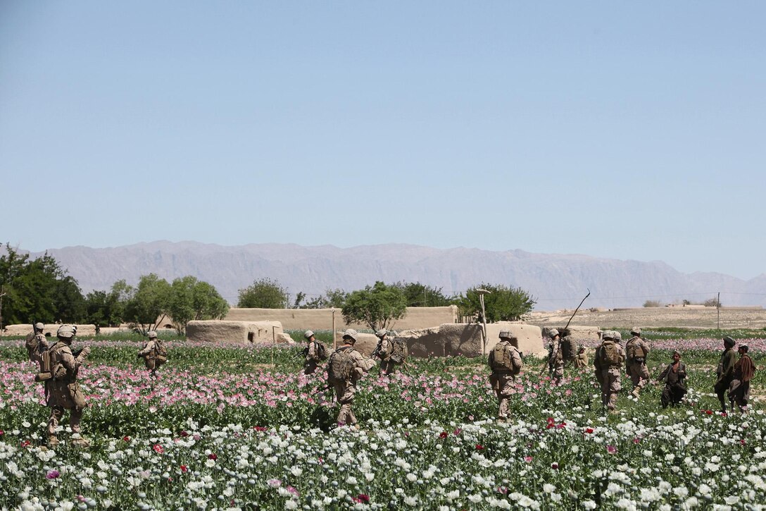 Marines with Bravo Battery, 1st Battalion, 10th Marines, Regimental Combat Team 8, patrol through a poppy field in the Kajaki green zone in Helmand province, Afghanistan, April 19.  During their deployment Marines with Bravo Battery have patrolled constantly to keep insurgents pushed back from the Kajaki Dam.  The unit is an artillery outfit by doctrine, although at Kajaki the Marines have found themselves serving as a provisional rifle company.  (Official USMC photo by Staff Sgt. Jeremy Ross)