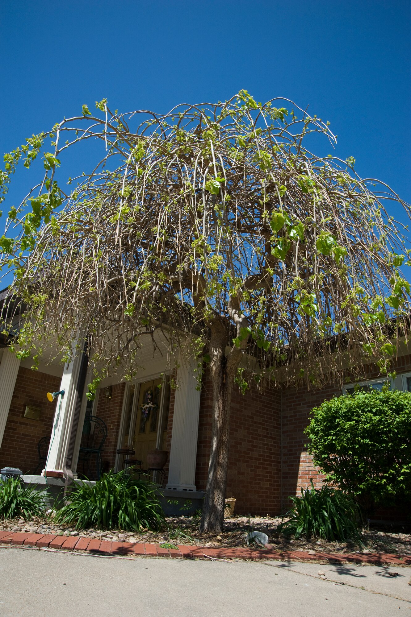 One of a few Weeping Mulberry, Morus alba, trees on base enjoys the sun April 17, 2011, McConnell Air Force Base, Kan. Trees provide McConnell with erosion protection, shade, natural habitats, pollution prevention and much more. During Arbor Day, April 29, McConnell, along with the nation, will plant trees and educate people about the many things trees do for the environment. (U.S. Air Force photo/Airman 1st Class Armando A. Schwier-Morales) 