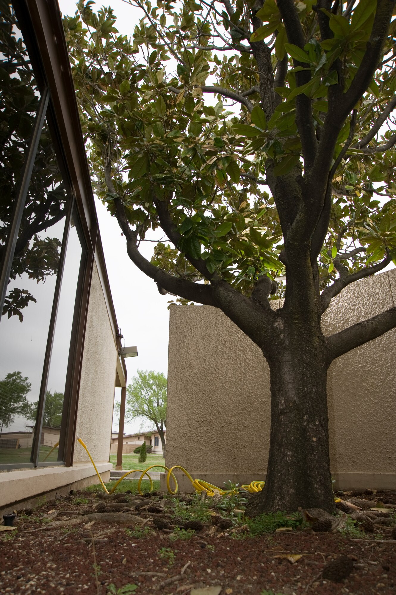 McConnell’s Southern Magnolia, Magnolia grandiflora, is watered April 19, 2011, McConnell Air Force Base, Kan. The Souther Magnolia is one of five in the local Wichita, Kan., area so it’s protected. Kansas is a natural prairie where many trees do not grow due to fires and poor soil conditions. (U.S. Air Force photo/Airman 1st Class Armando A. Schwier-Morales)