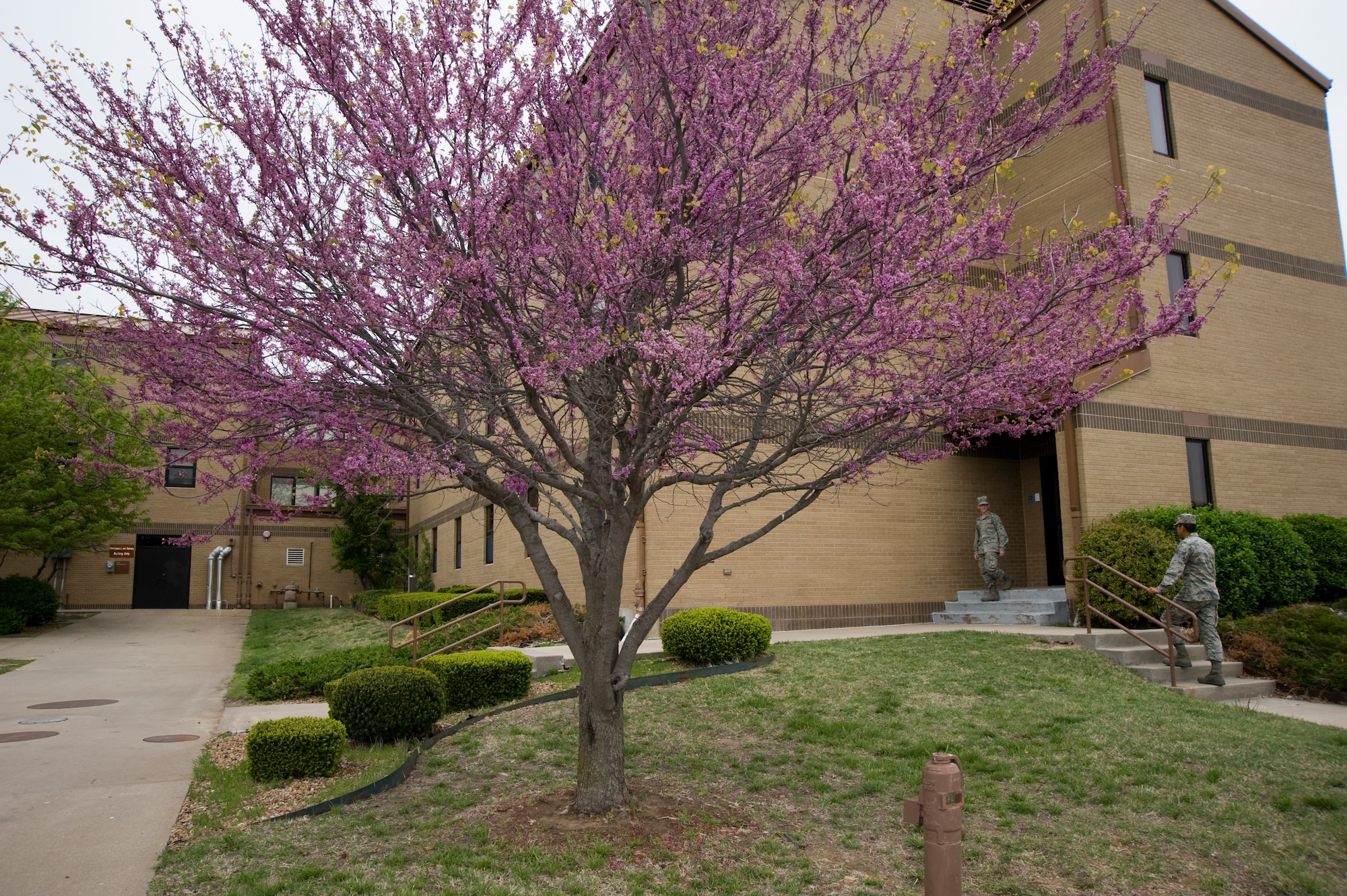 An Eastern Redbud, Ceris canadensis, sprouts its flowers outside one of McConnell’s dormitories, April 19, 2011, McConnell Air Force Base, Kan. The Eastern Redbud is one of many types of trees planted at McConnell by contractors or the 22nd Civil Engineering Squadron. McConnell plans to host an Arbor Day celebration recognizing the contributions trees make. (U.S. Air Force photo/Airman 1st Class Armando A. Schwier-Morales)
