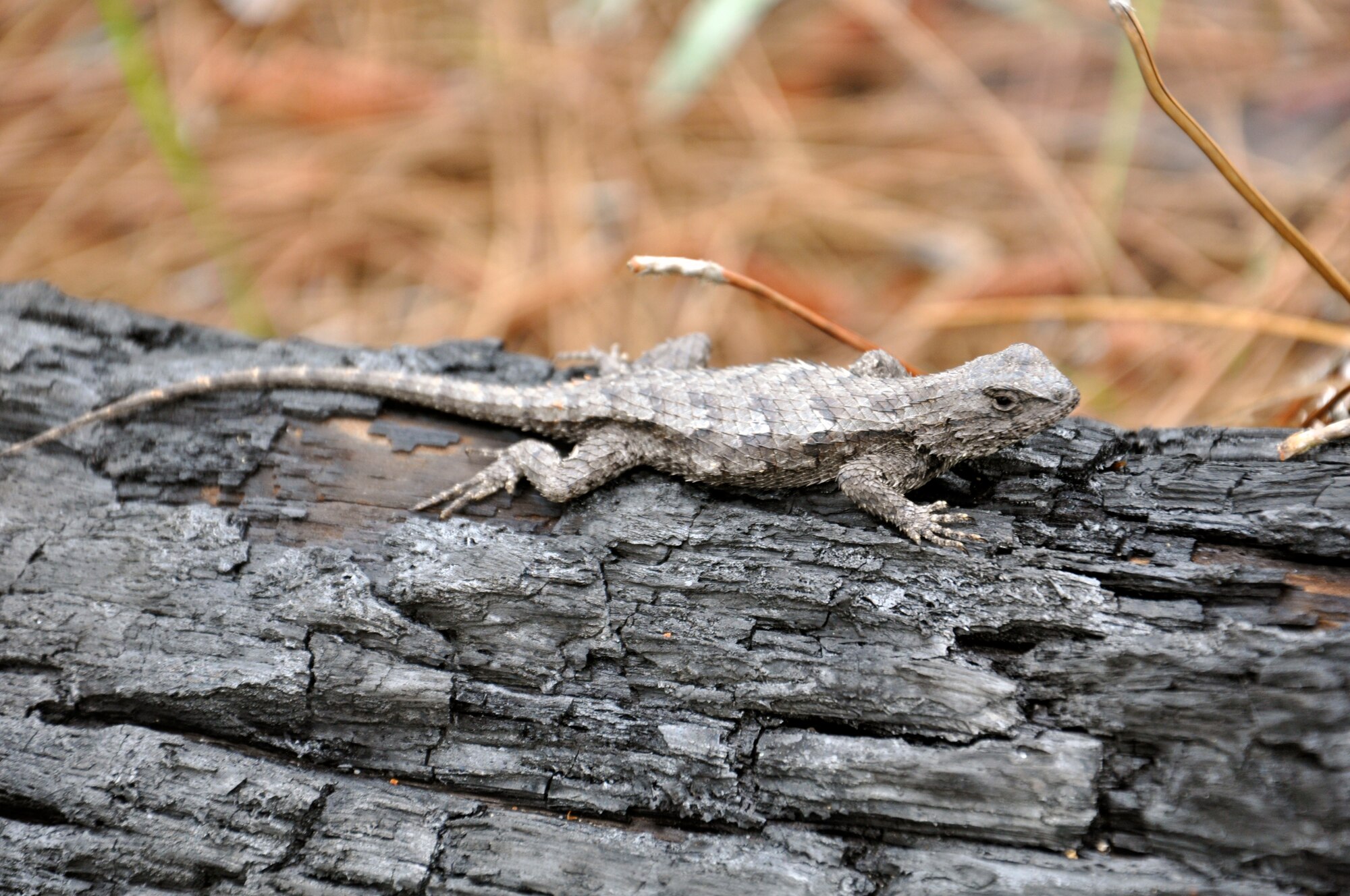 This lounging lizard basks in the sun, ignoring (or posing for) those out roaming the woods looking for one of the Hurlburt Library’s Ranger Rick locations on Hurlburt Field, Fla., April 15, 2011.  There is a lot to see in the woods of Hurlburt while using your GPS to locate one of the Ranger Rick caches. ((U.S. Air Force photo/Tech. Sgt. Stacy Fowler)